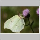 Gonepteryx rhamni - Zitronenfalter 09.jpg